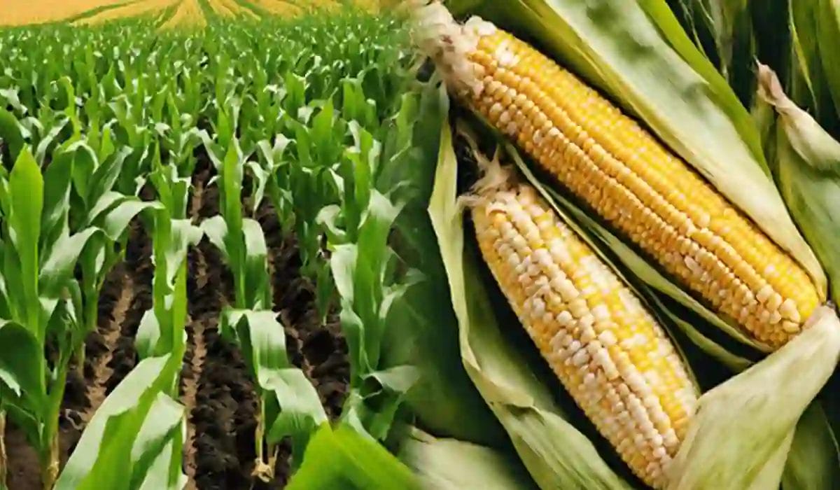 Maize Cultivation In India