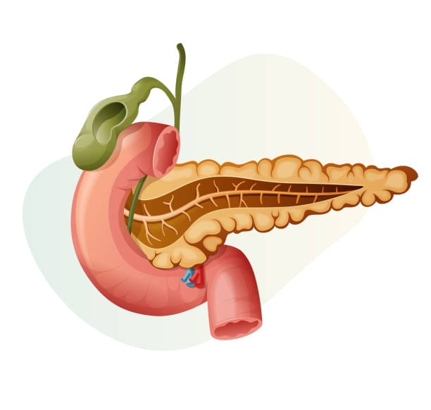 Fankiris (Pancreas) 1 pancreas icon stock illustration