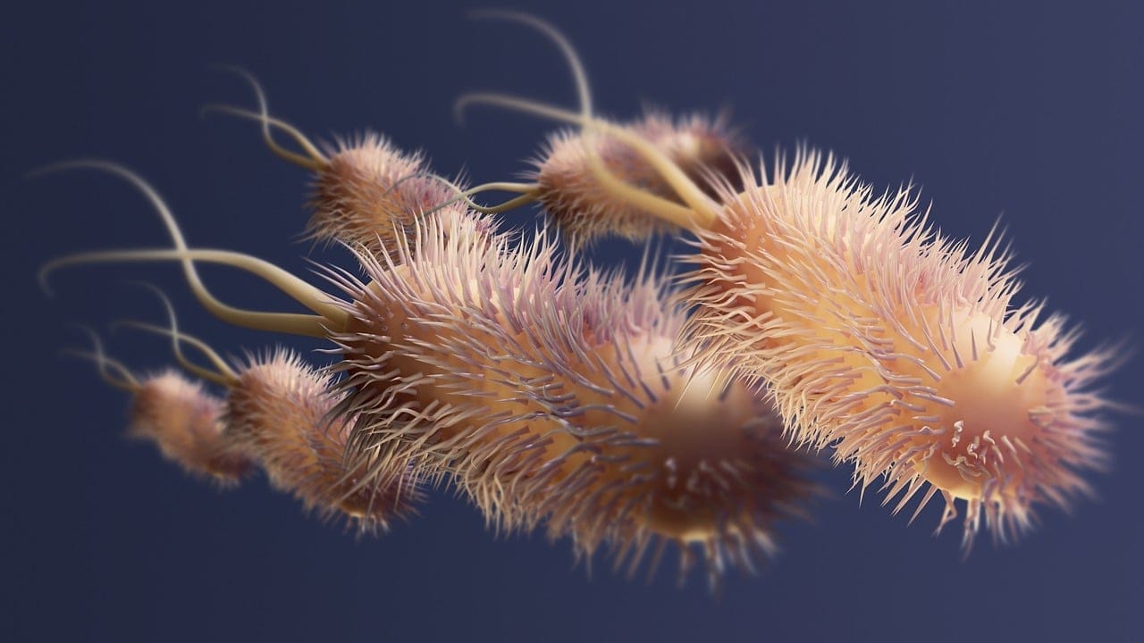 Bakteriya 1 bacteria 8142346 1280