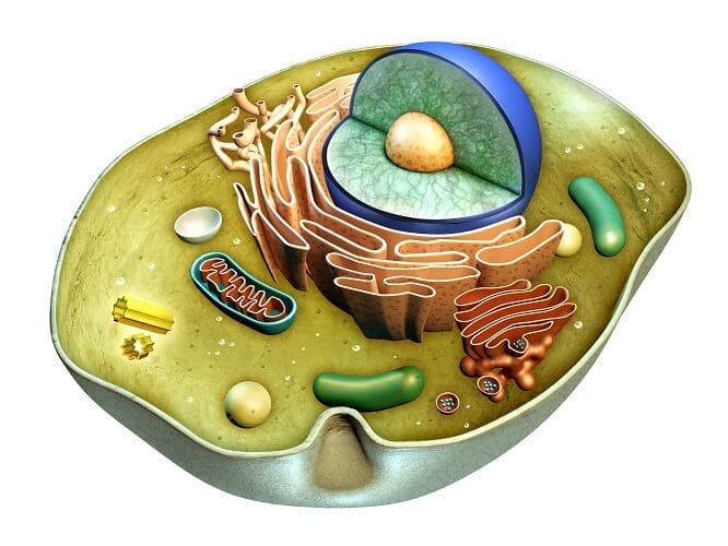 Animal cell 3D
