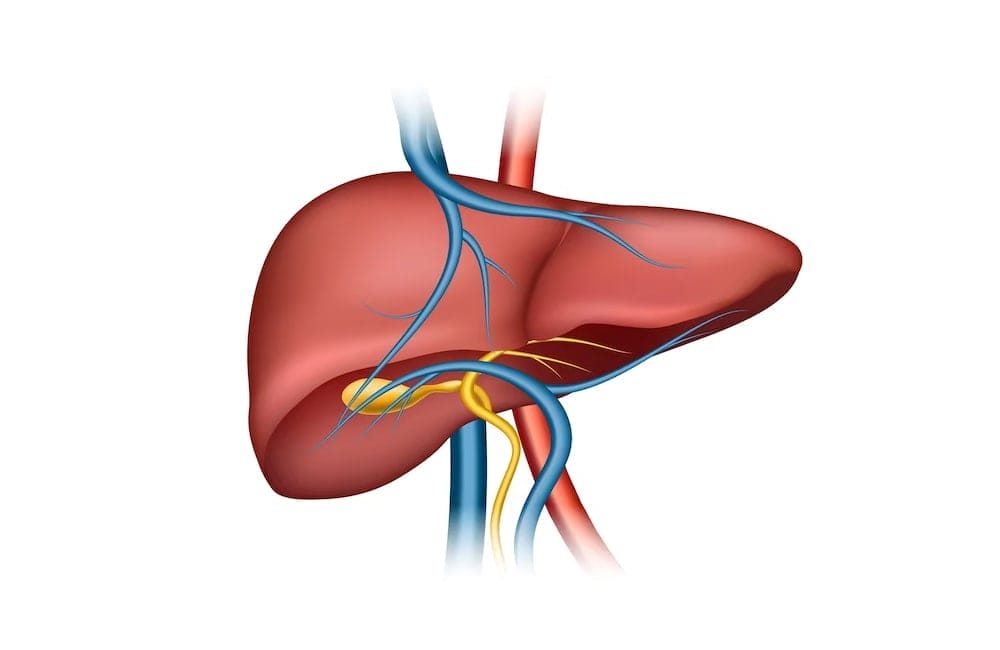 Is your liver healthy know the 7 signs of a healthy liver