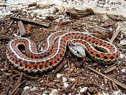 260px Coast Garter Snake0
