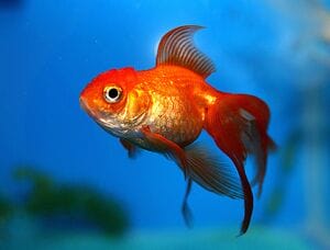 300px kifi fish 2016 09 22 17 43