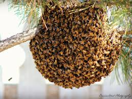 Kudan Zuma 1 IMG 20190316 WA0005