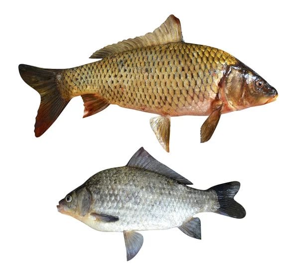 Kifi 2 depositphotos 25337275 stock photo carp fish0