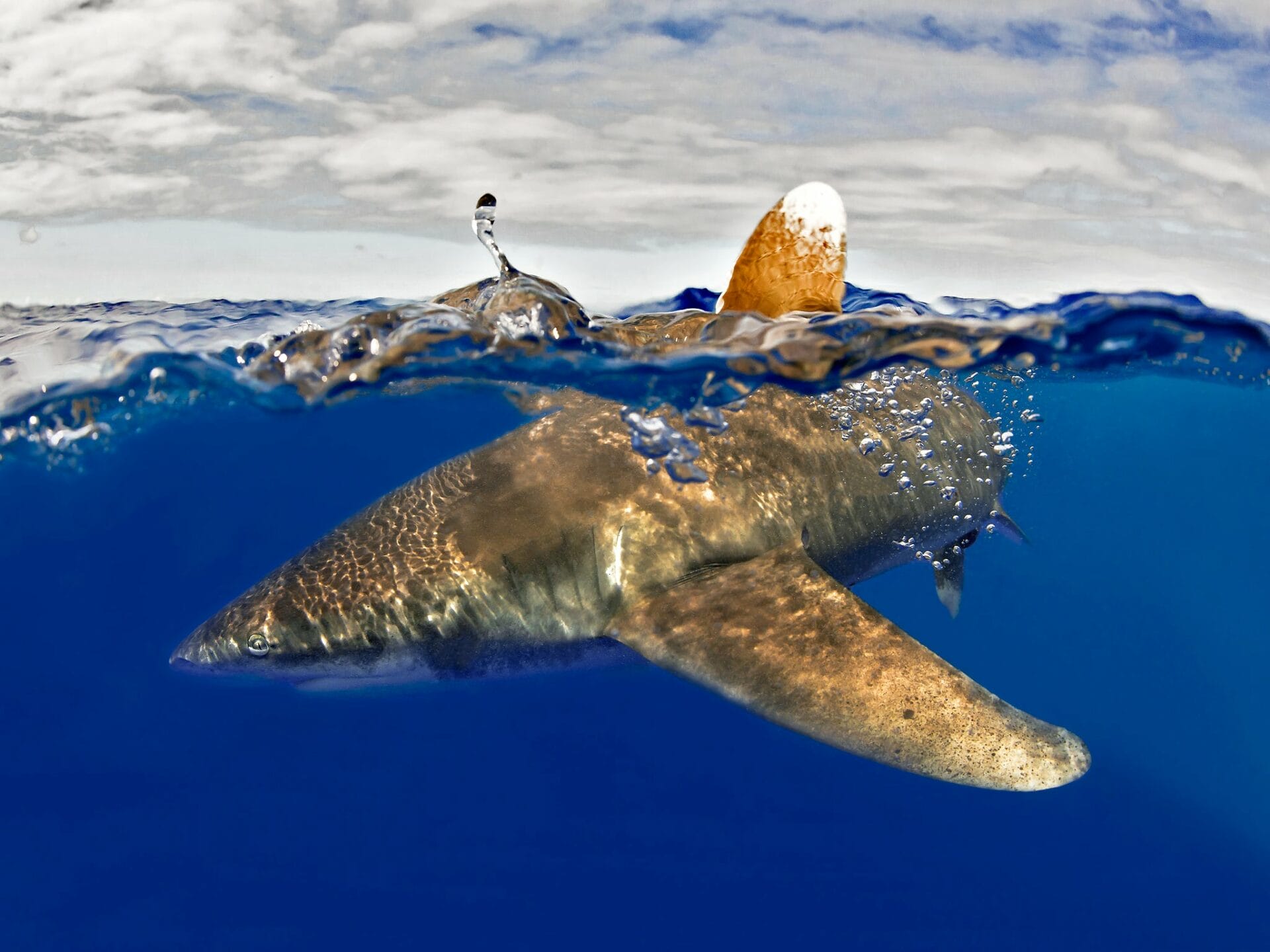 Tsibiri 2 CAT ISLAND