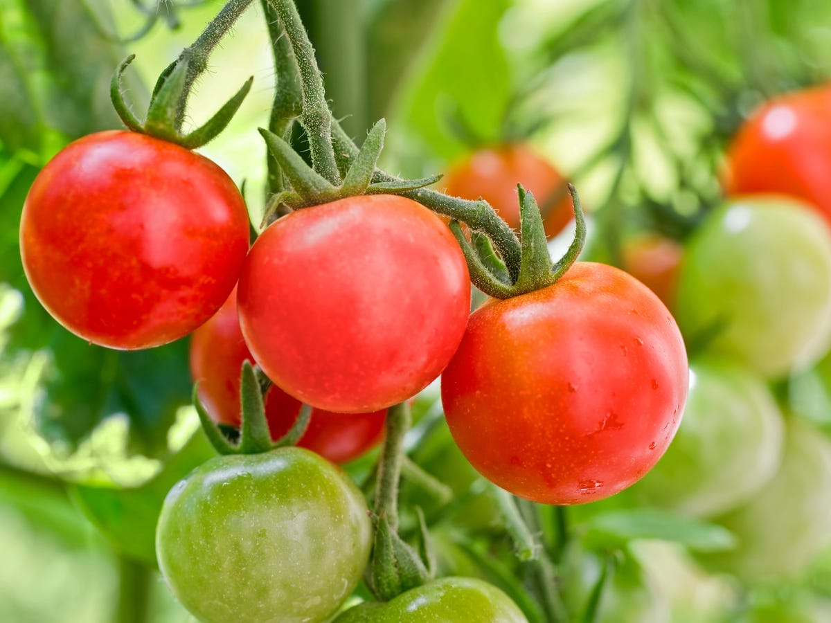Tumatir 2 close up of cherry tomatoes growing in a garden royalty free image 543586990 1531260958