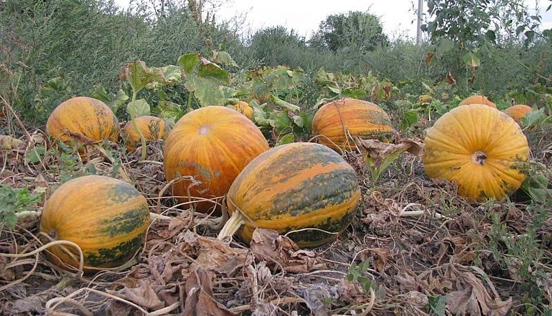 Kabewa 1 garbuz 39014