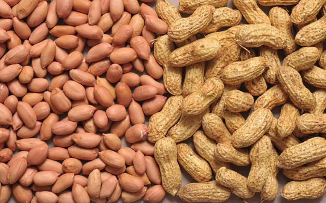 Gyada 1 4f72d765 groundnut representation 1080x675 1