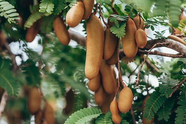 7 Tamarind Benefits to Take a Cue From 10