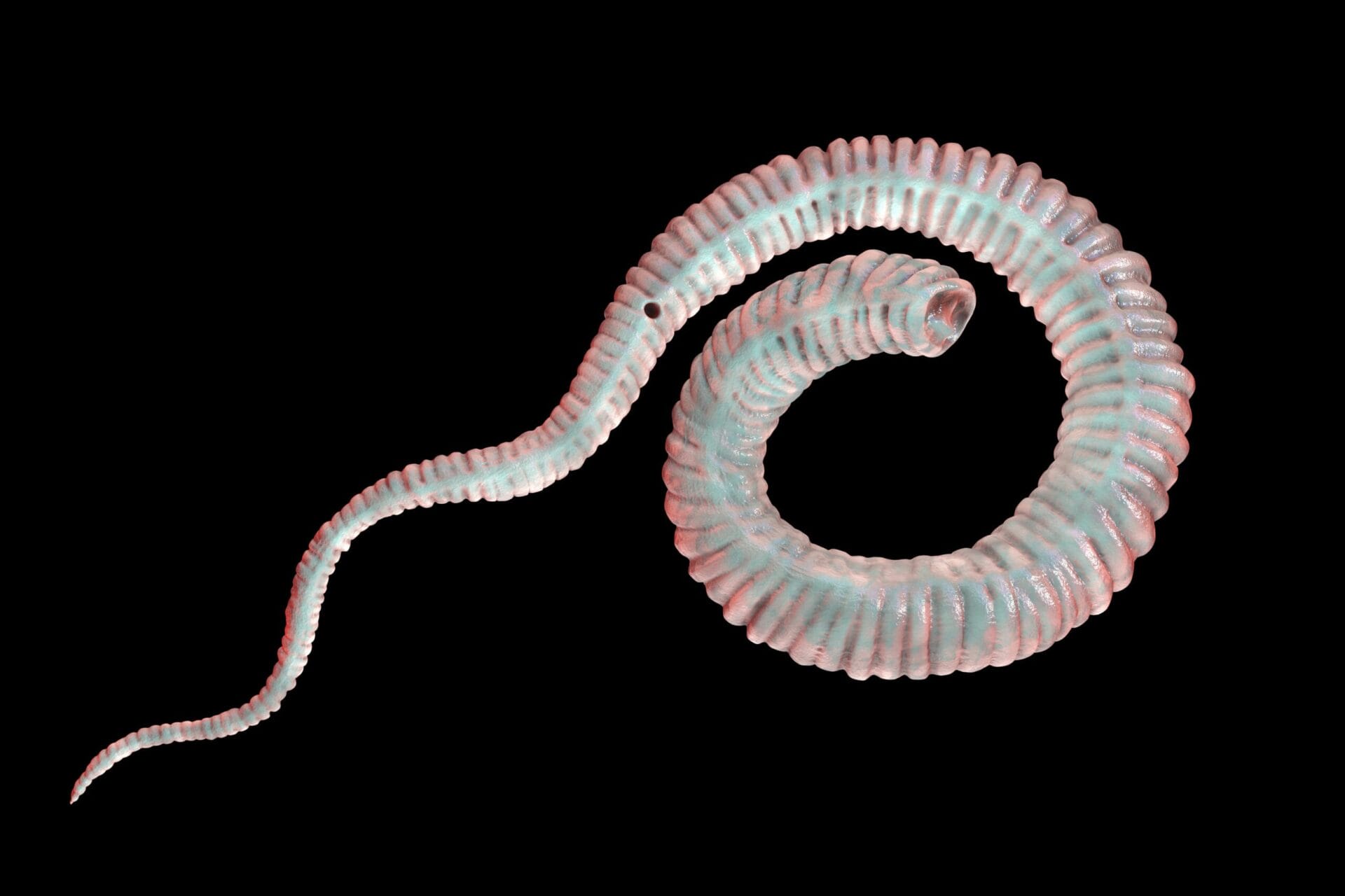 Kurkunu 2 1130 shutterstock 1722895630