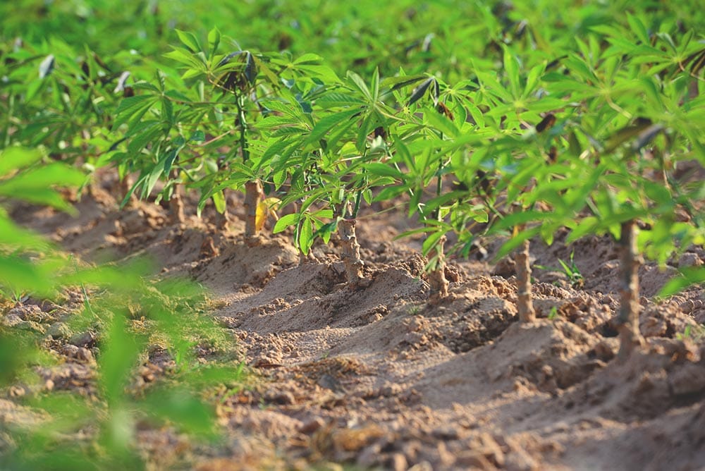cassava plants
