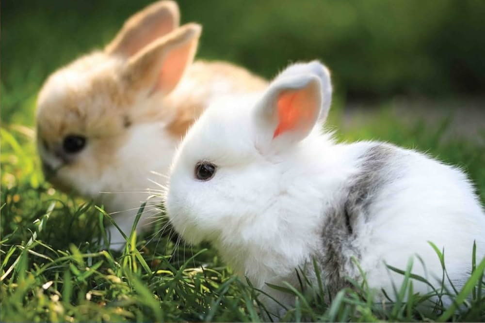 Zomo 1 61Zj I5o CL. UF10001000 QL80