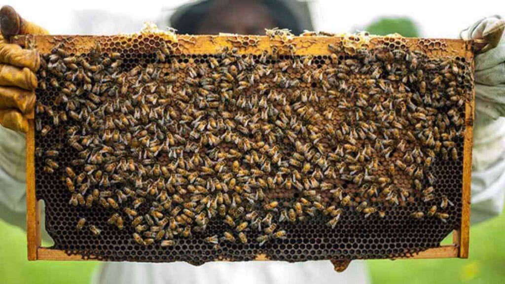 apiculture 1024x576 1