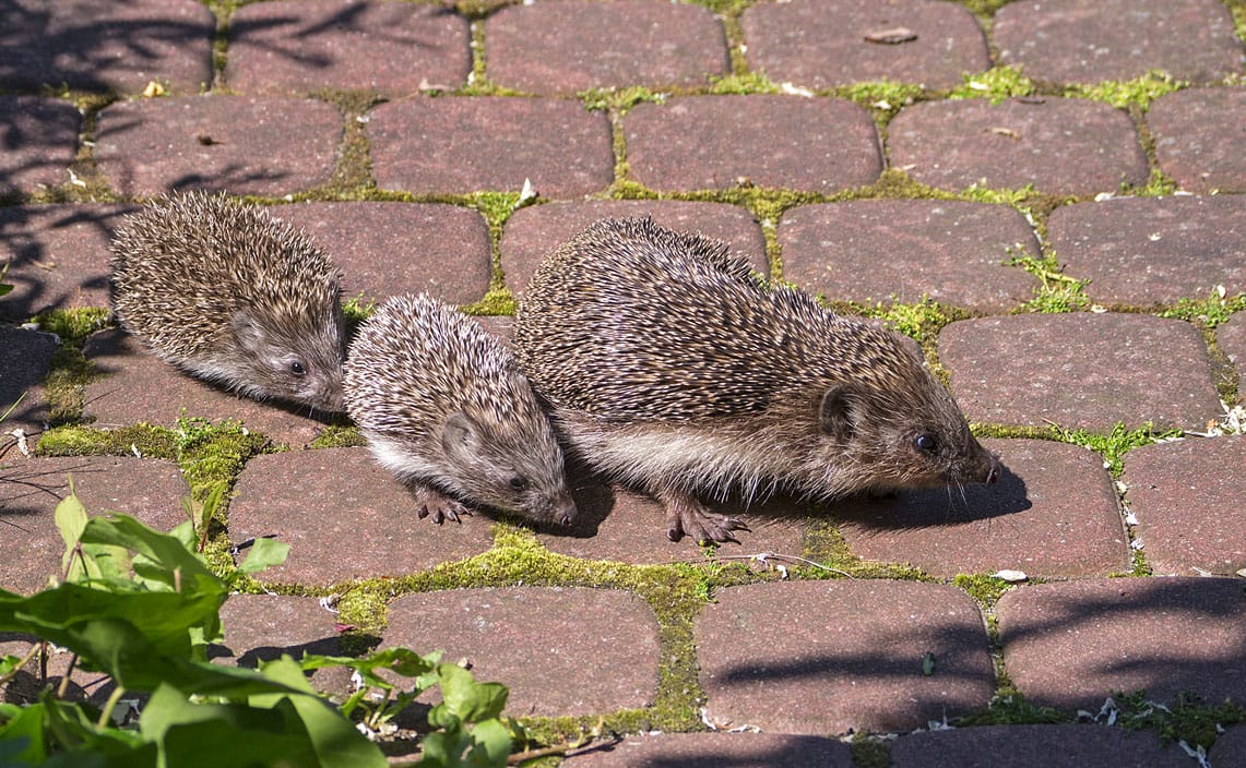 hoglets following mother
