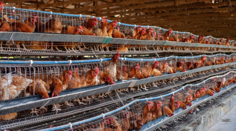 layer farm in kaduna scaled 1 770x428 1