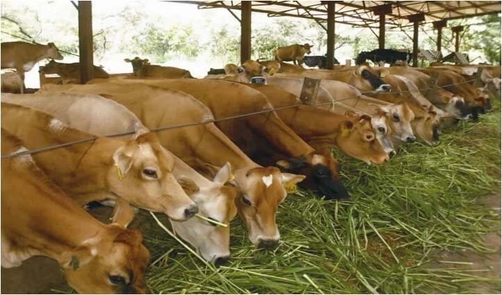 ntensive System of Cattle Rearing