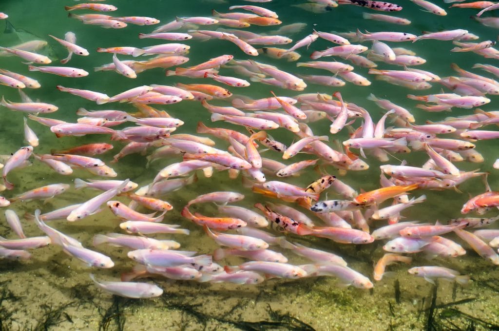 shutterstock 565956115 1024x678 1