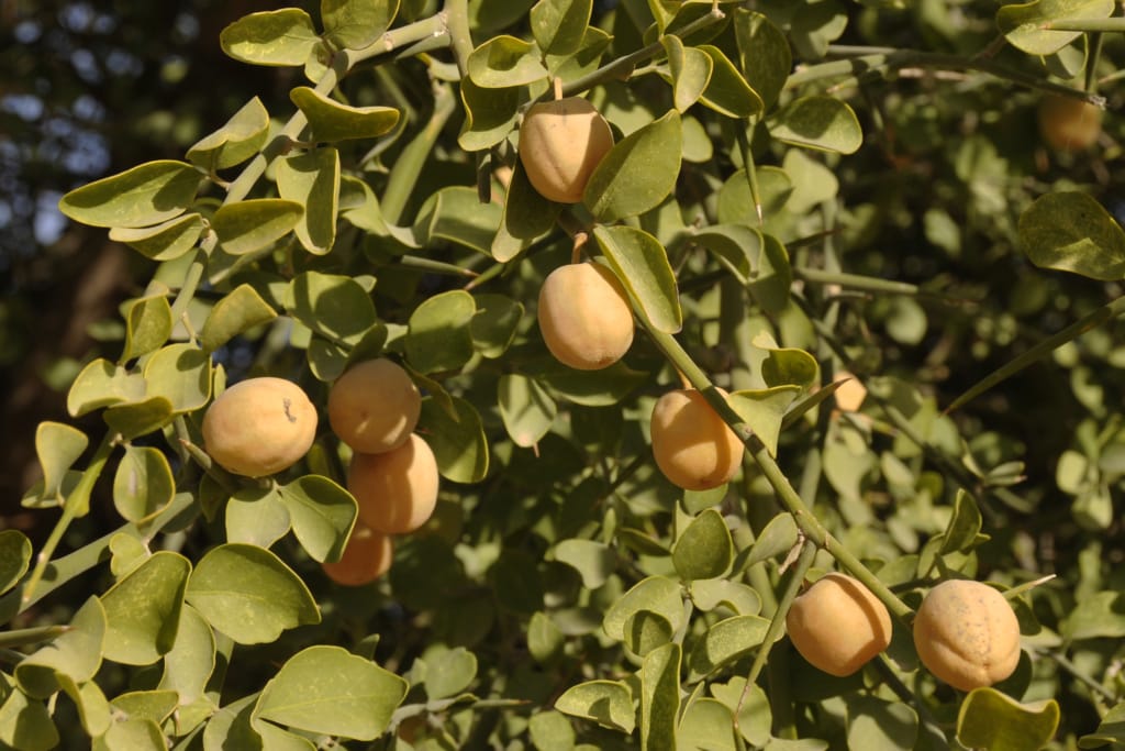 2 balanites fruit 1024x683 1