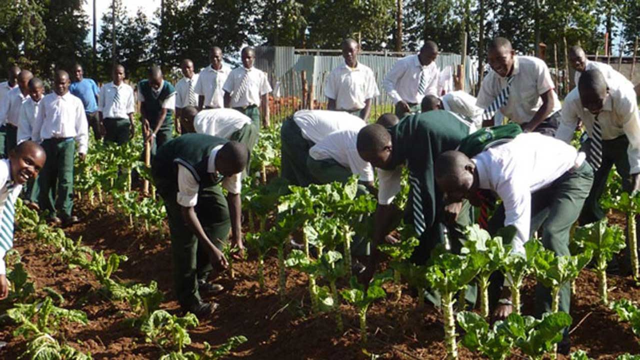 School farm0 1