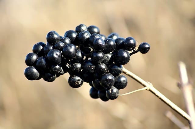 Dinya 1 15664838382506758066294231569338