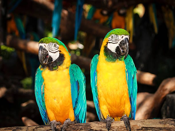 couple blue yellow macaw0 1