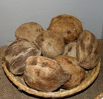 Borassus aethiopum seeds