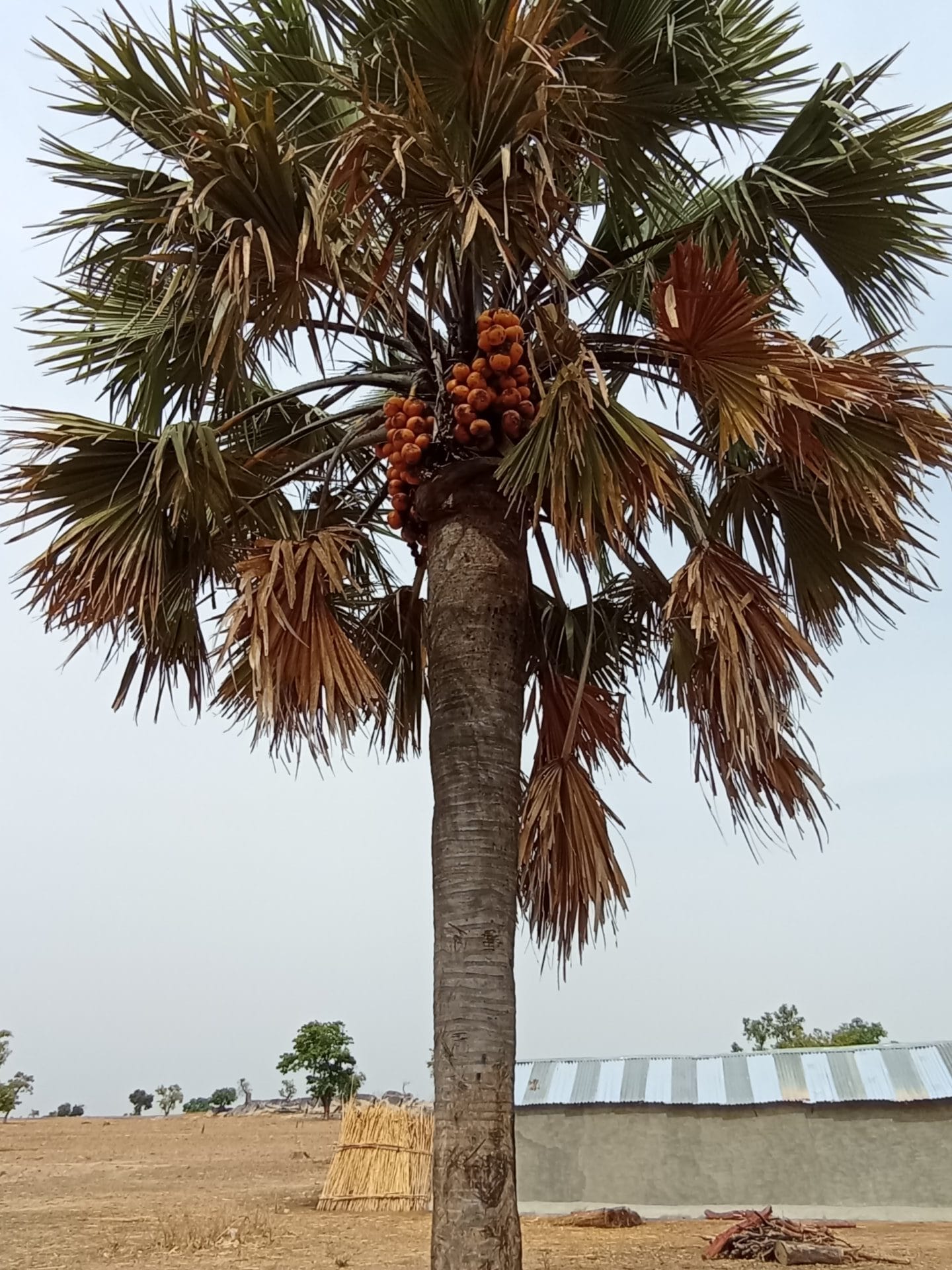 Giginya 1 Giginya rotated