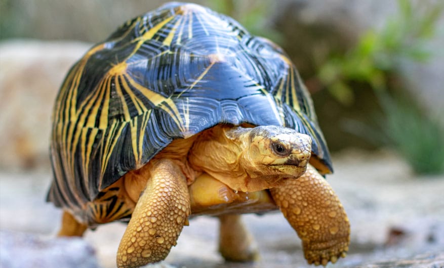 Kunkuru 2 radiated tortoise close up