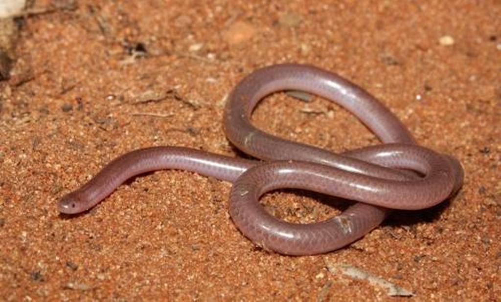 Tana (worm) 1 medium 1