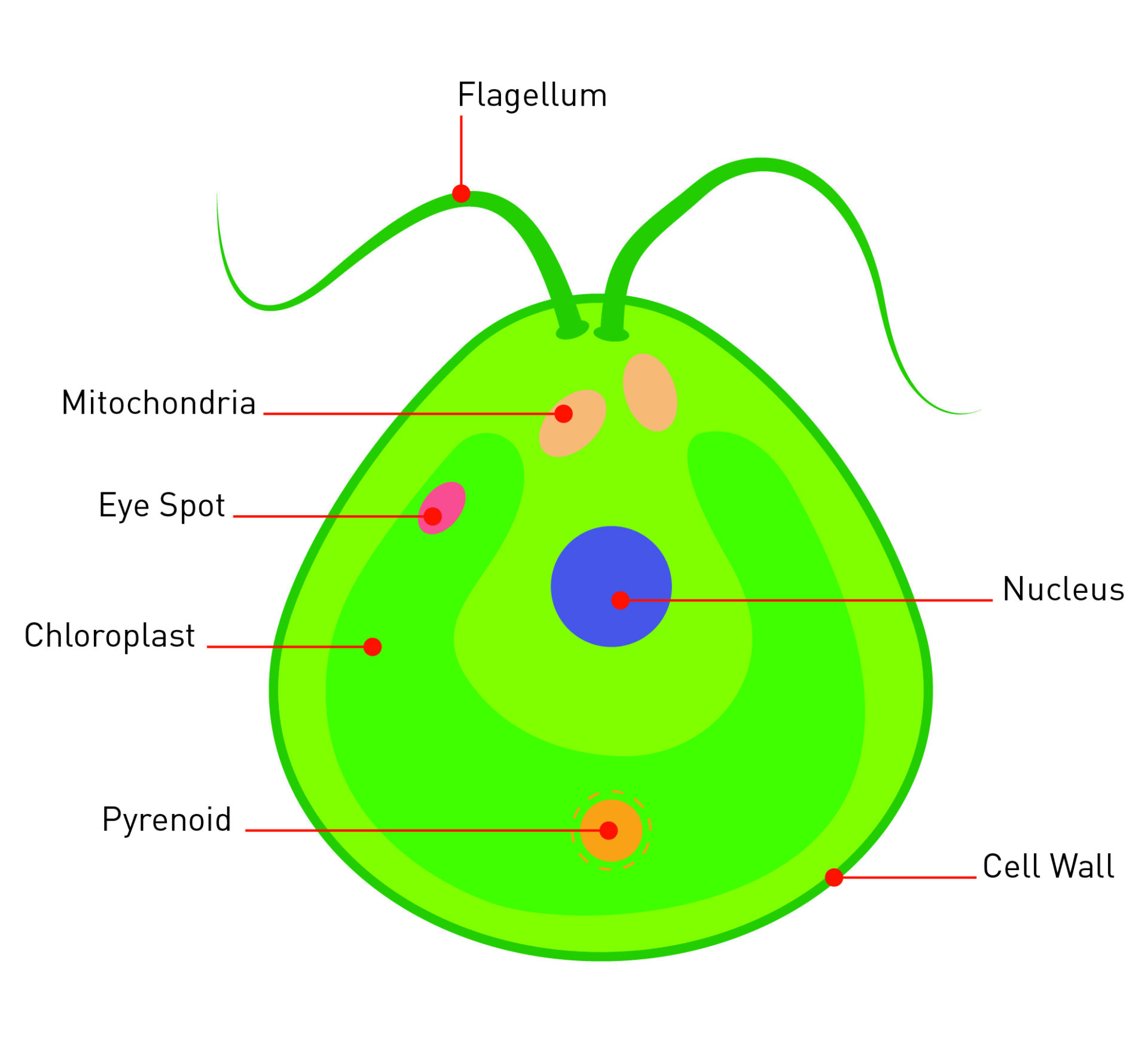 Chlamydemonas Diagram