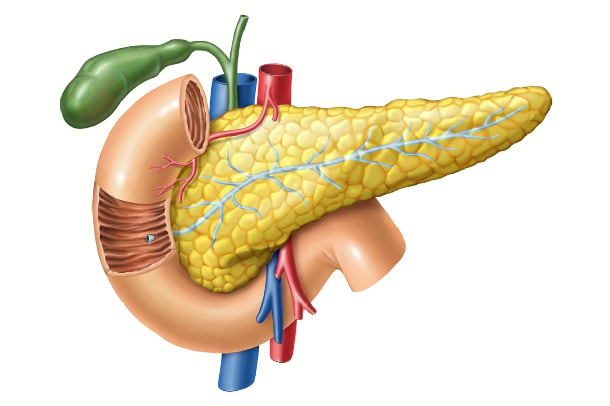 Pancreas