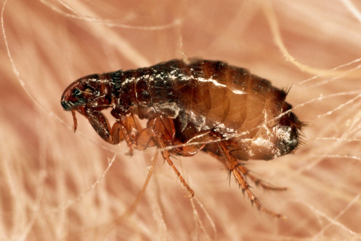 gettyimages 527995104 web