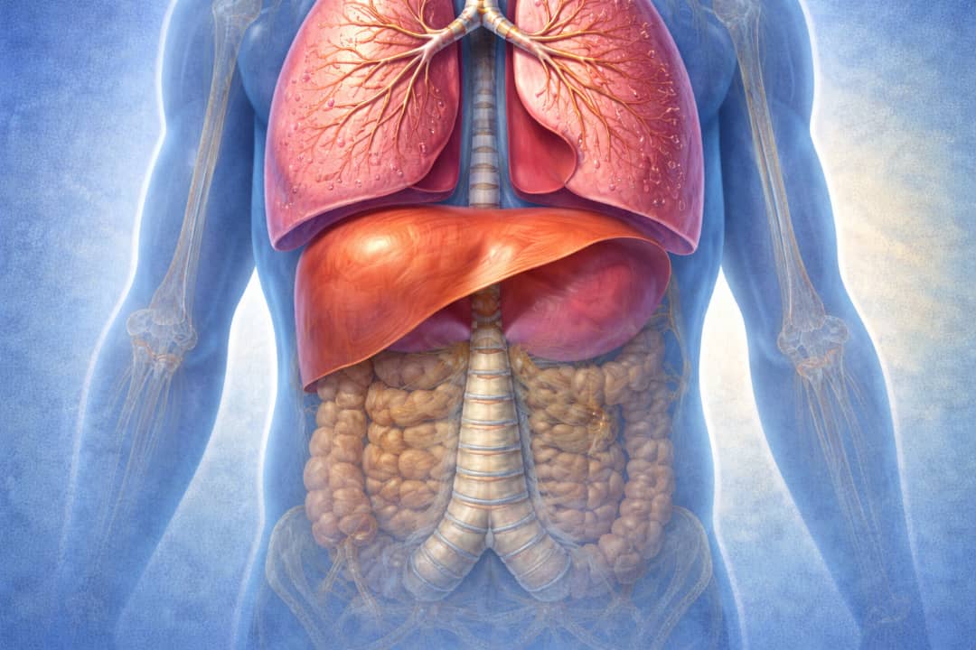 Numfashi 2 Huhu da tsokar diaphragm