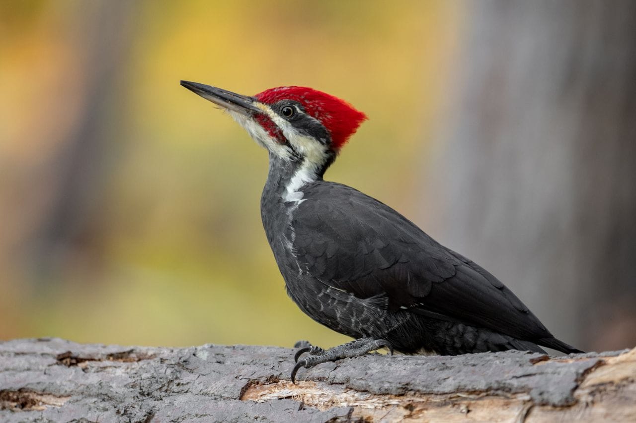 Tsuntsun maƙwaƙƙwafi 