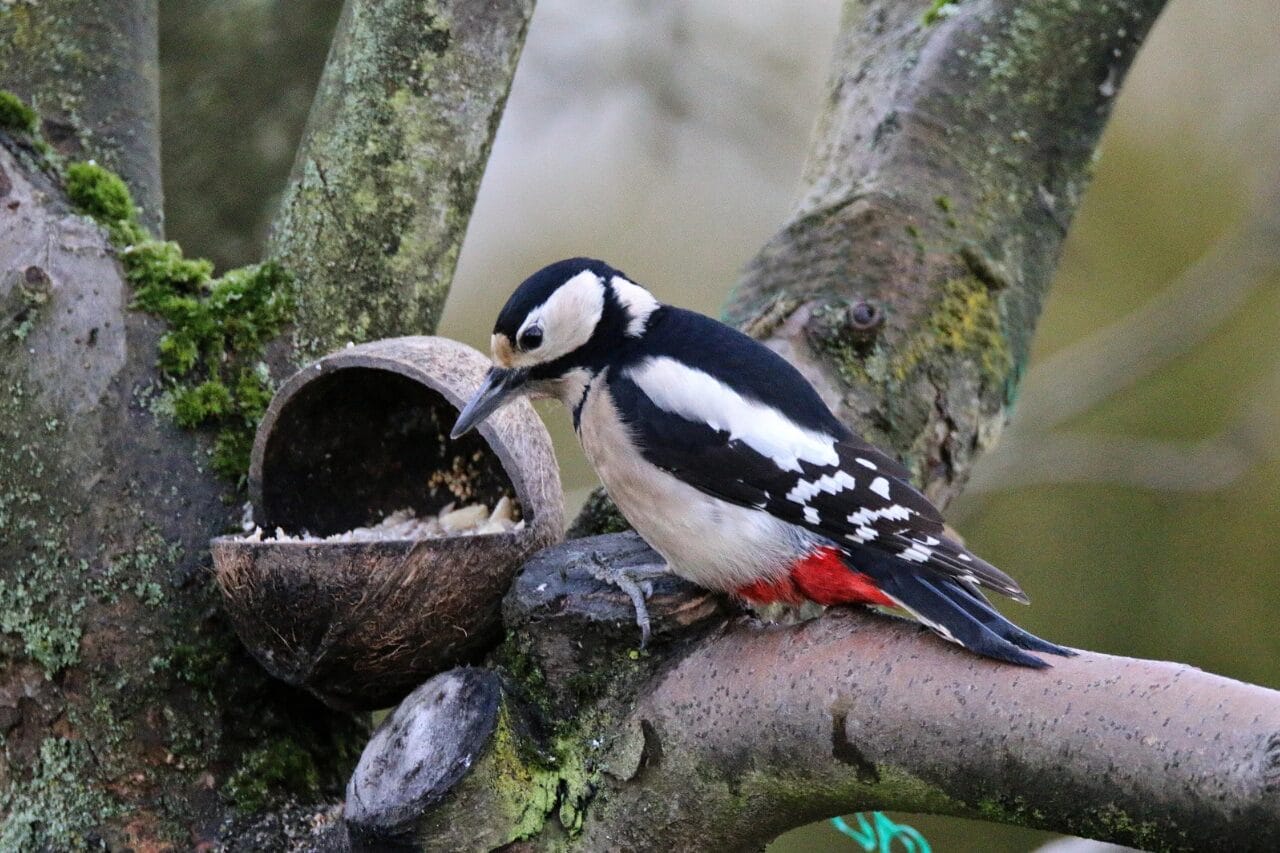 Tsuntsun Maƙwaƙƙwafi 